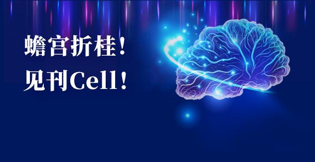 Cell项目文章 | 中国科学家解码人脑多区域时空发育奥秘！